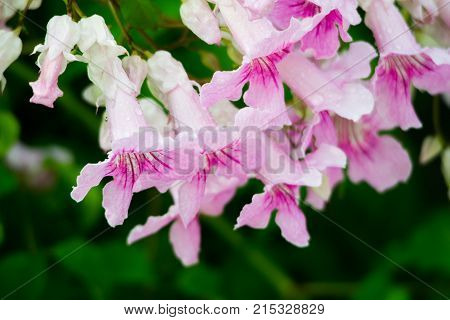 Pink Trumpet Vine, Podranea ricasoliana, flower, Spain
