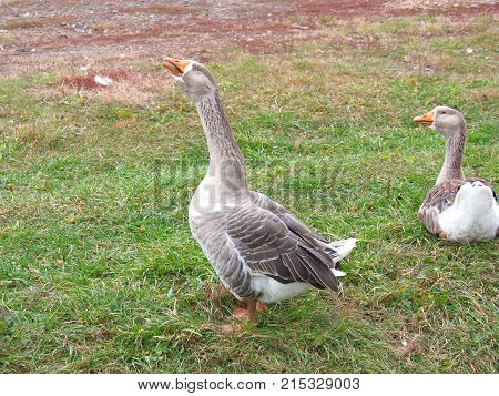 Goose and duckling walk along the shore of the pond
