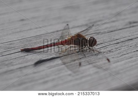 Red Dragonfly in Fort Covington New York.