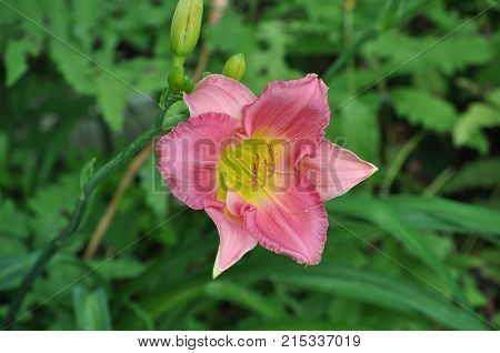 Pink and yellow Day Lilly in Fort Covington New York.