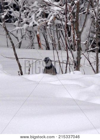 Curious Blue Jay after a snowstorm in Northern New York.