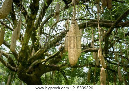 sausage tree (Kigelia africana) fruits hanging in tree.
