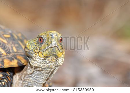 A portrait of a ornate box turtle with an unusal lump on the side of its head.