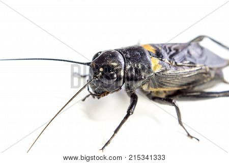 Common Black Cricket , Isolated Insect On White Background
