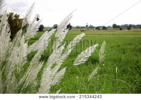 High Grass Flower On Field