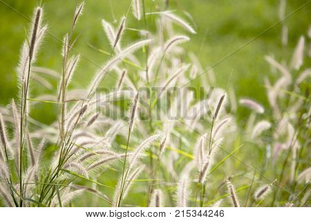 High Grass Flower On Field