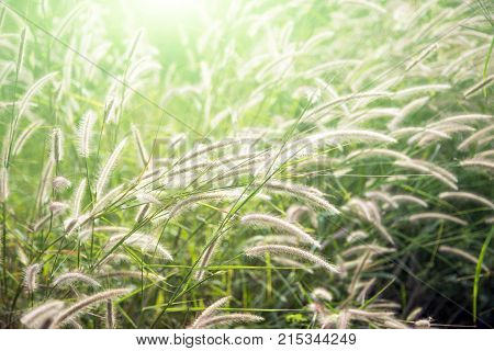 High Grass Flower On Field