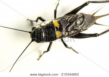 Common Black Cricket , Isolated Insect On White Background