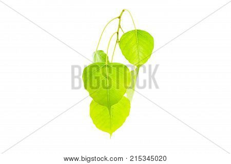 Green leaves(Pho leaf bo leafbothi leaf)isolated on white background