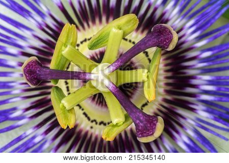 Passiflora passionflower close up. Big beautiful flower
