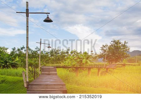 Rice field with wooden walkway nautral landscape background
