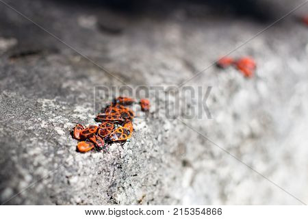 Clumps of firebug on a stone in the summer