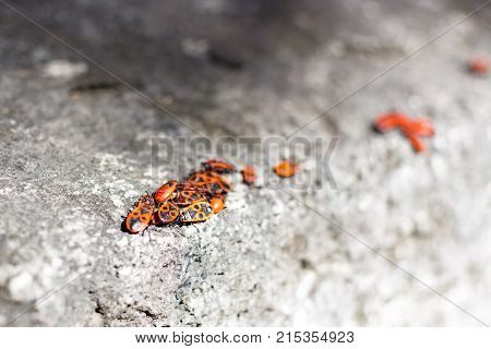 Clumps of firebug on a stone in the summer