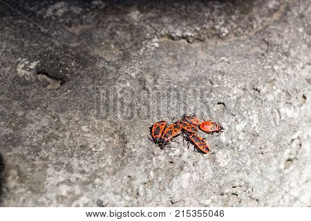 Clumps of firebug on a stone in the summer