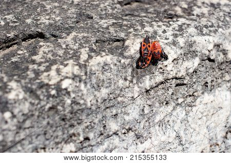 Clumps of firebug on a stone in the summer