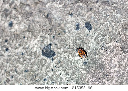 One firebug on a stone in the summer