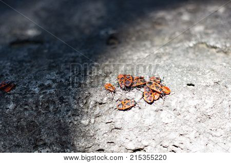 Clumps of firebug on a stone in the summer
