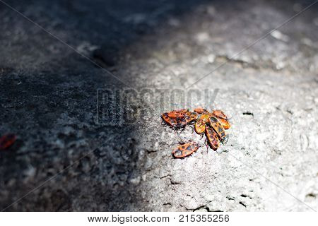 Clumps of firebug on a stone in the summer