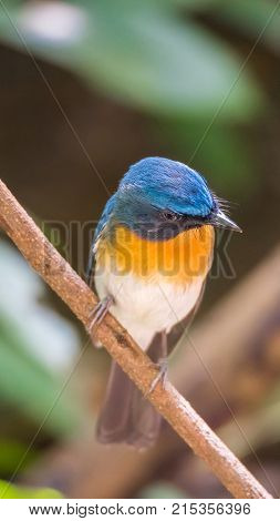 Bird (tickell's Blue Flycatcher) In Nature Wild