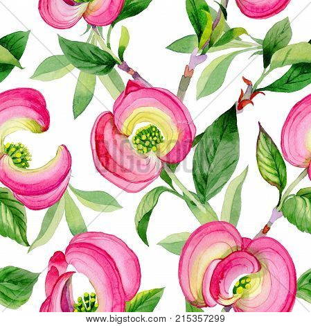 Wildflower cornos Florida flower pattern in a watercolor style. Full name of the plant: cornos. Aquarelle wild flower for background, texture, wrapper pattern, frame or border.