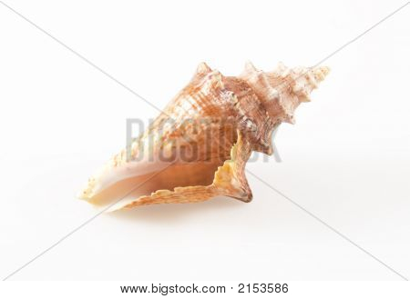 Seashell auf weiß