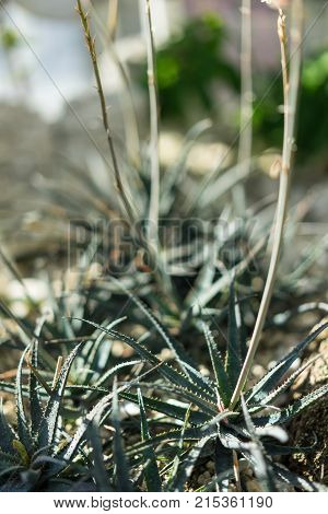 close up shrub of aloe parvula plant healthy herb