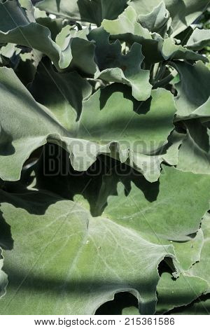 leaf of kalanchoe beharensis background plant structure design pattern