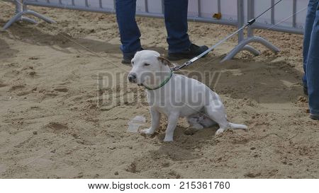 White dog sitting on the sand. UltraHD stock footage.