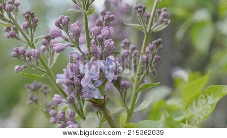 Spring Branch Of Blossoming Lilac.