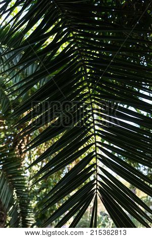 leaf of phoenix dactylifera palm tree from north africa design