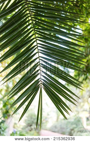 leaf of phoenix dactylifera palm tree from north africa design