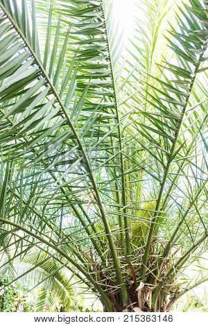 leaf of phoenix dactylifera palm tree from north africa design