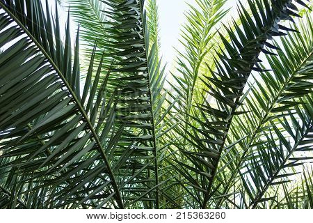leaf of phoenix dactylifera palm tree from north africa design