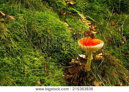 Death cup / Death cup / mushroom