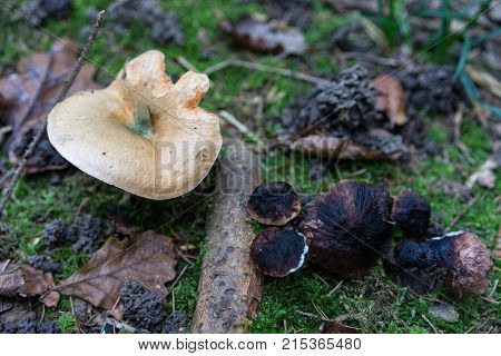 white mushroom close up view in forest woodland