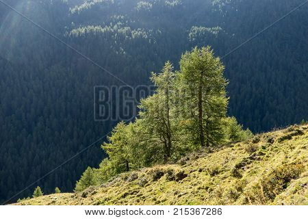 Mountains peaks and trees landscape natural environment. Timmelsjoch High Alpine Road. Passo del Rombo the highest pass of the Eastern Alps. Ötztal valley Tyrol Austria Europe