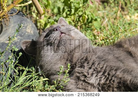 Beautiful ashen cat luxuriated on the grass (Russian Blue)