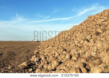 Sugar Beet Harvest, Sugar Beet Pile, Harvest.