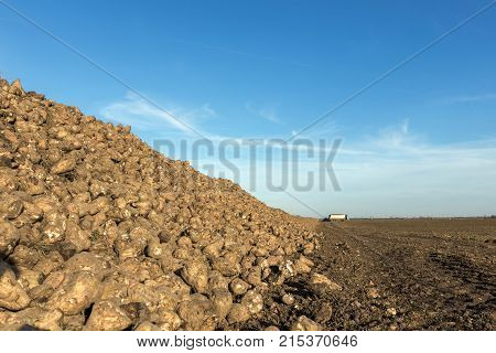 Sugar Beet Harvest, Sugar Beet Pile, Harvest.