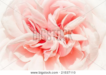 Rose storiche - Souvenir De La Malmaison