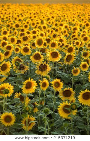 Sunflowers field near Arles in Provence France
