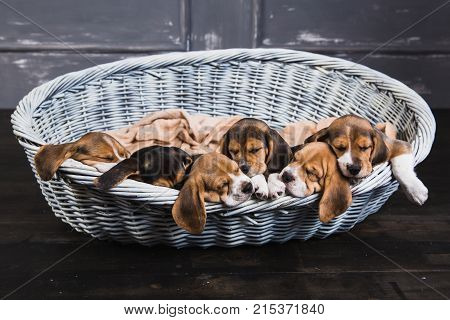 Little beagles sleep on each other in big basket and their ears swing from it