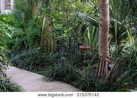 tropical bird eating bird food in botany garden feather wild