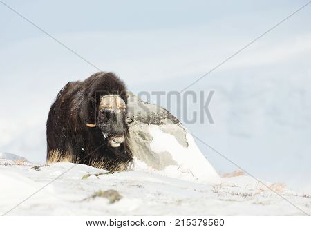 Male musk ox standing in the mountains of Dovrefjell in tough winter conditions in Norway.
