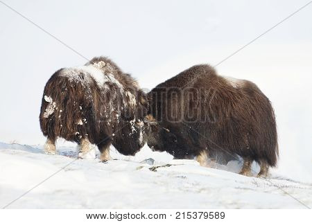 Male musk oxen fighting in the mountains of Dovrefjell in tough winter conditions in Norway