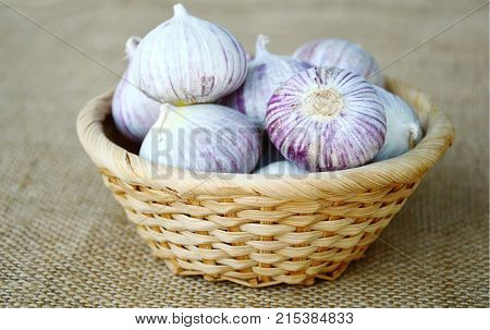 Solo garlic or single clove garlic in basket on sack background