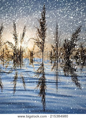 snowing on the lake with reeds at sunset .