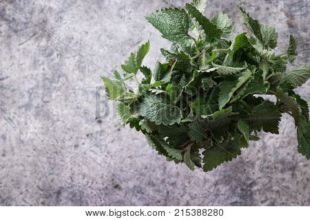 Melissa Plant. Lemon Balm In The Garden. Herb Plant In The Wild Nature.