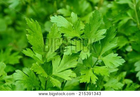 Many fresh Petersilie, parsley or Glatte Petersilie on field
