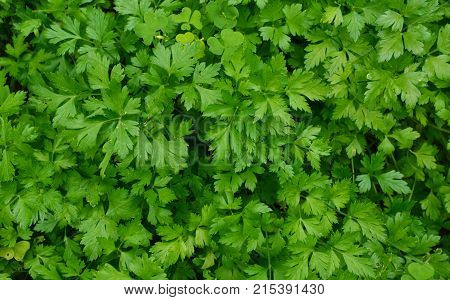 Many fresh Petersilie, parsley or Glatte Petersilie on field